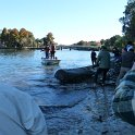 Manatees2010 (9)